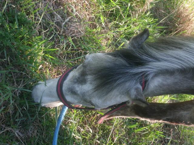 Wpis horsesx3