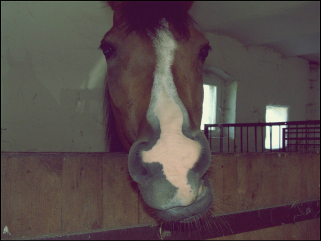 Monteek 