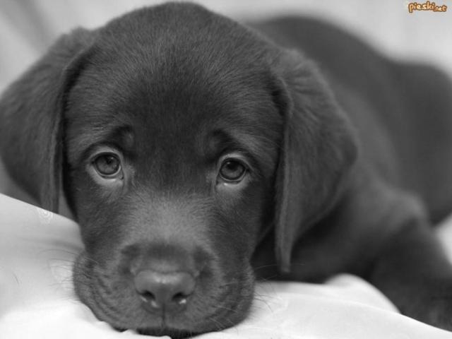 Labrador ;)