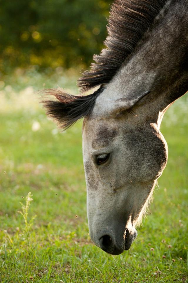 Burza