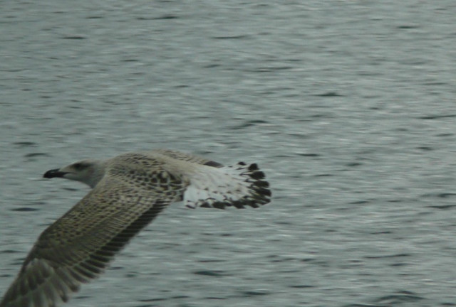 Fly ... 