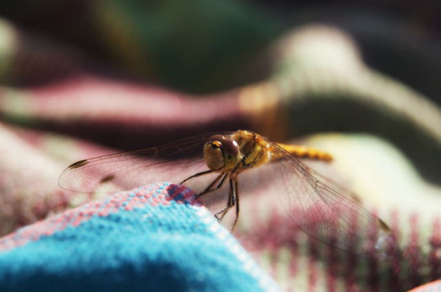 dragonfly