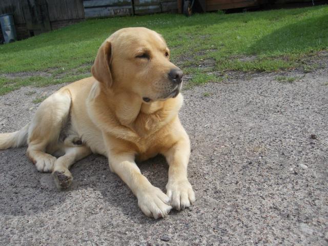 baron