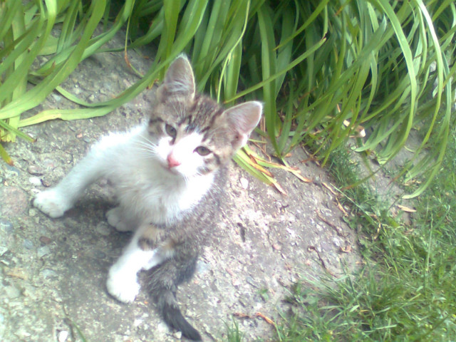 Moja kicia