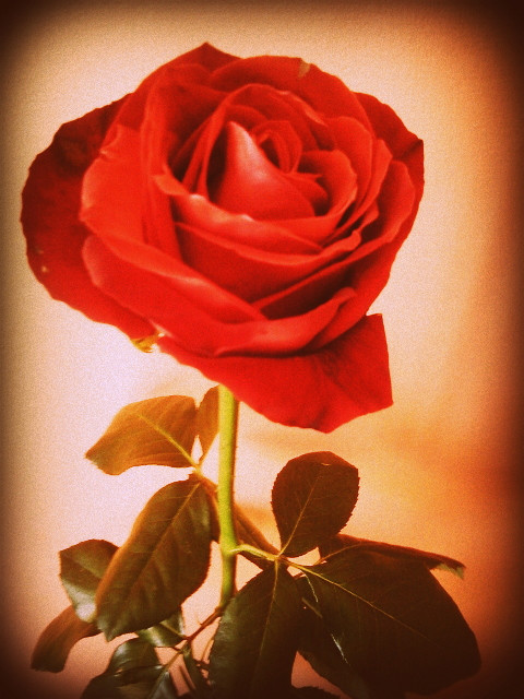 rozyckaa *.*