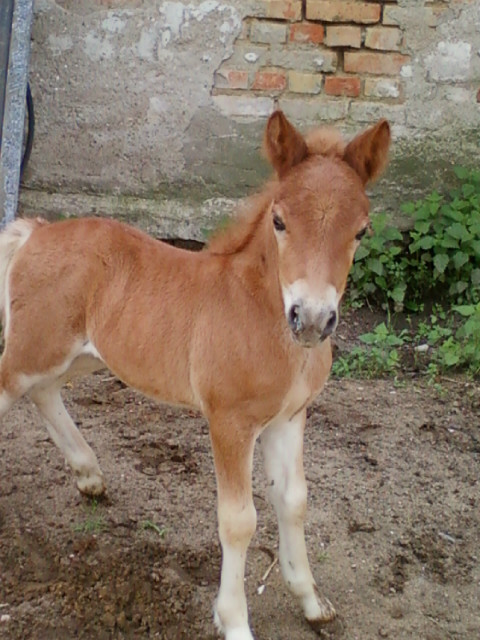 Zoja ;*
