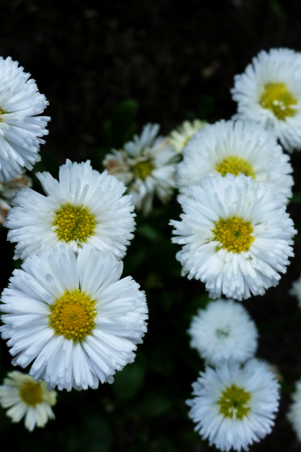 Daisies