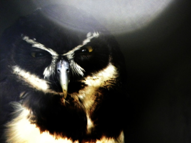Whooo... 