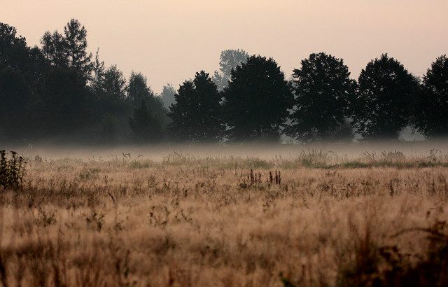 Wpis kubustrixowa