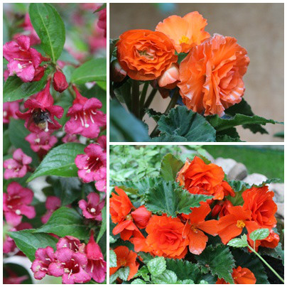Wpis roseharmony