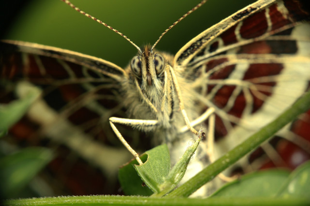 motyl