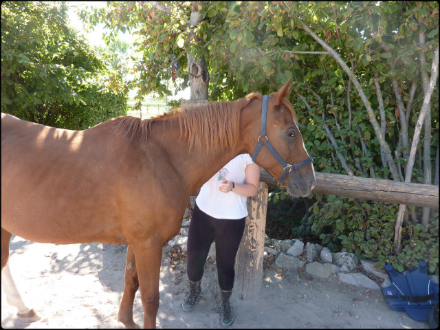 Wpis gothichorse