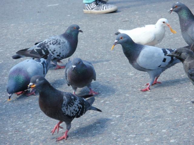 gobki 