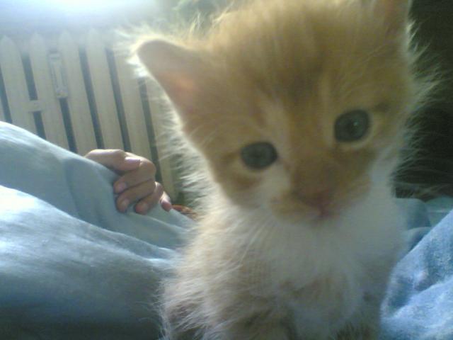 Sweetie Cat.:3