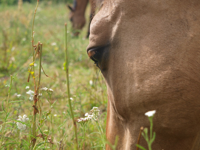 Wpis antysymetria