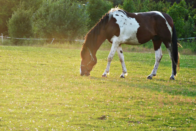 Konik :)