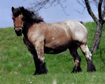 konik :)