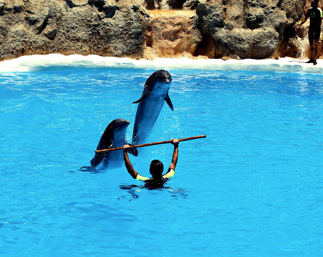 delfinkowy wystp