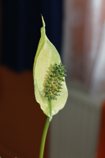 Wpis photography5