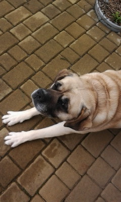 Bulgot