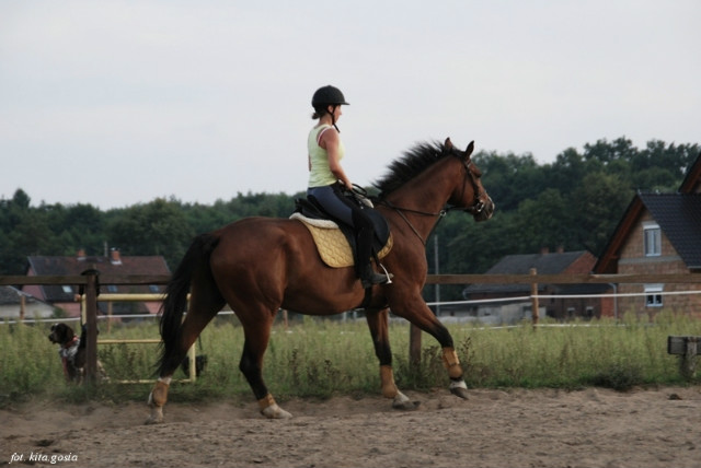 Miecio i galop 