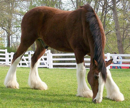 clydesdale