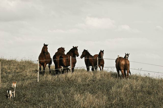 Wpis mikiandhorse