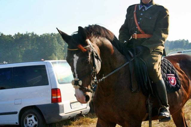Nashorn 37
