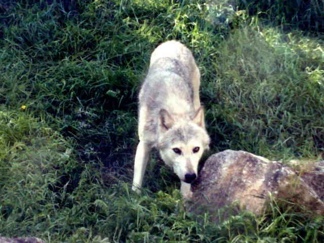 Wilk ^-^
