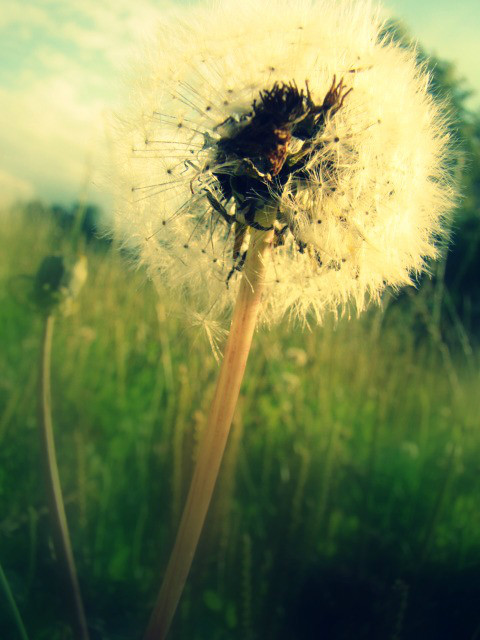 Dmuchawce....