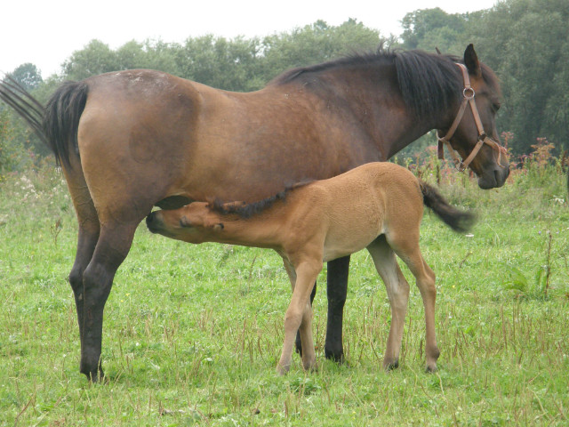 Hawowice 21.08 Olga z creczk 