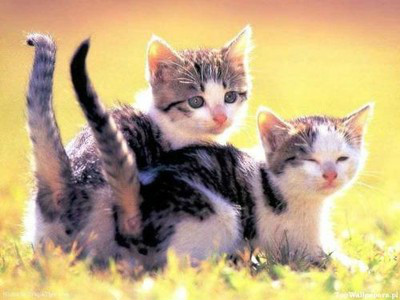 Takie tam kotki :*
