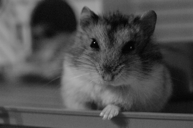yoo!