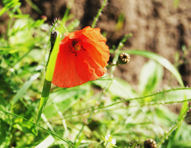 Wpis kisielphotography