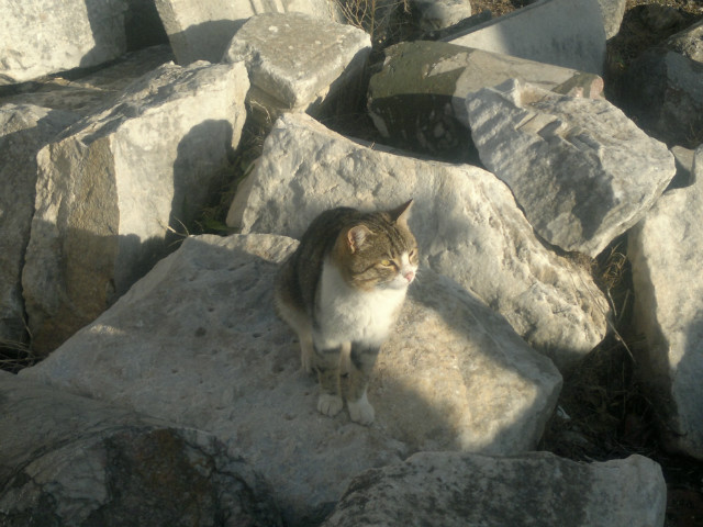 kotek w Efez :D