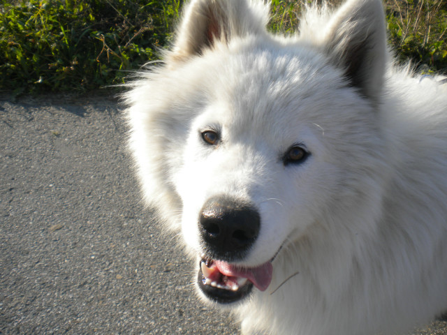 Pies Koleanki (samoyed)