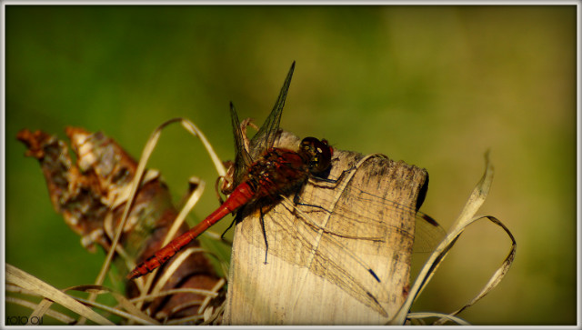 Dragonfly