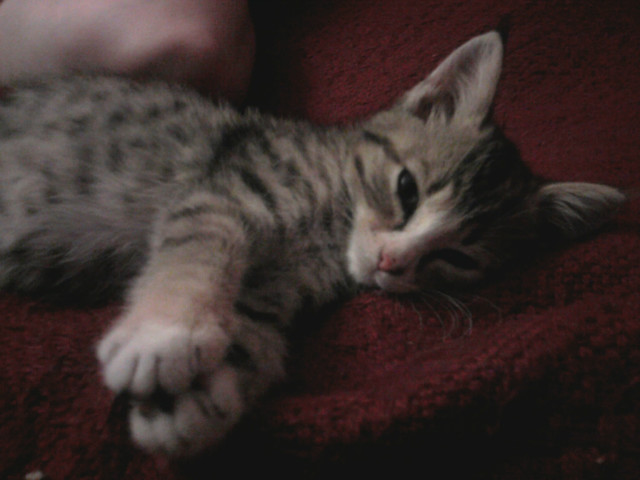 Mj kotek ; ***