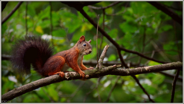 red squirrel