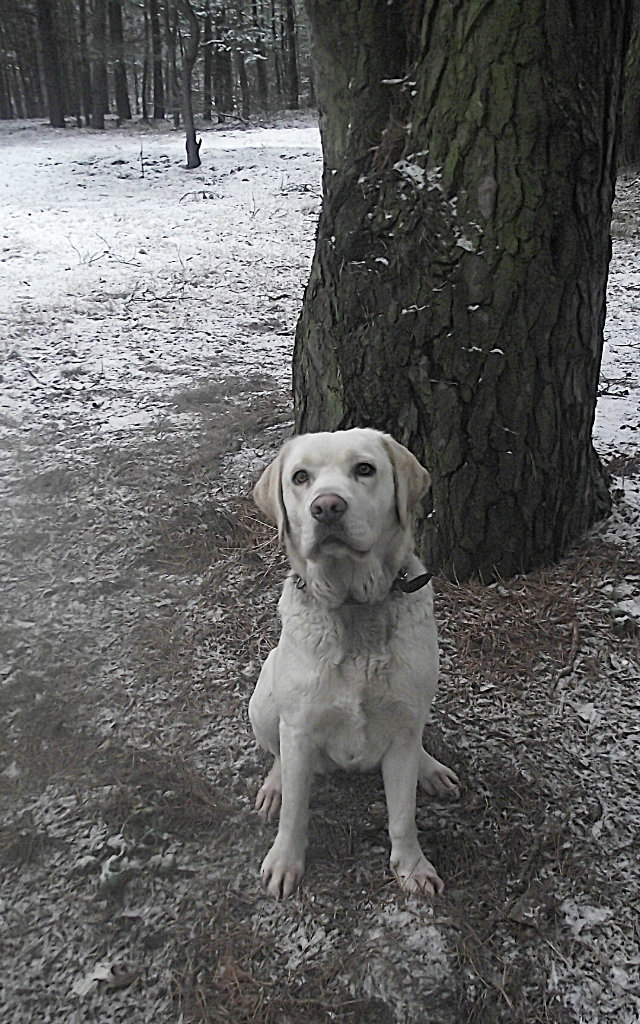 13. Kora 