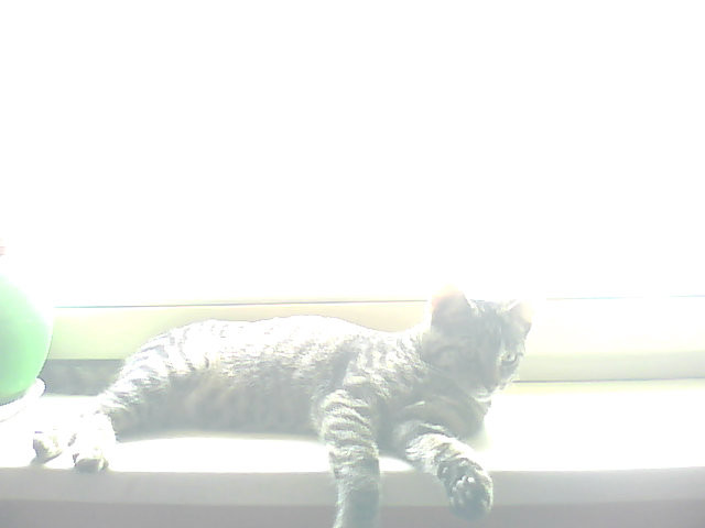 Kitek ;D