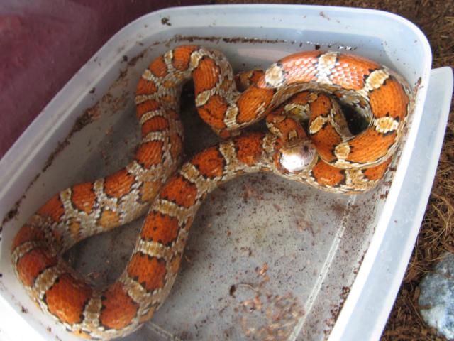 Wpis boaconstrictor