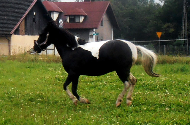 Kosta