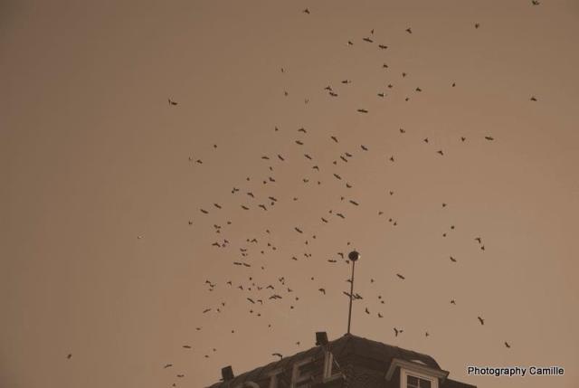 Fly away.