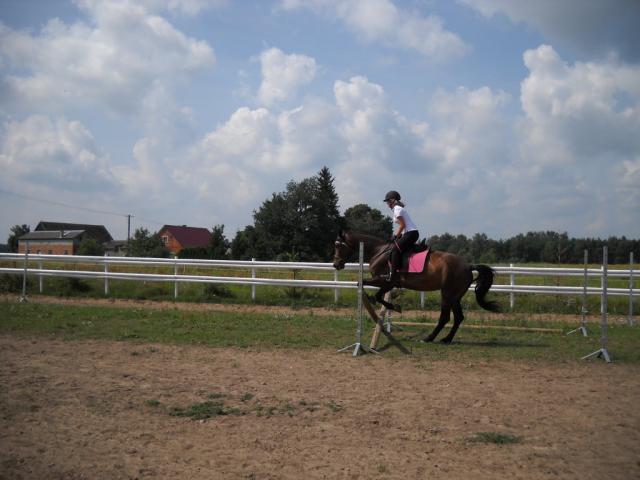 My passion for horses