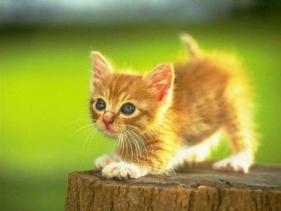 miau miau