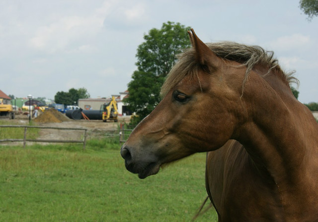 kubu