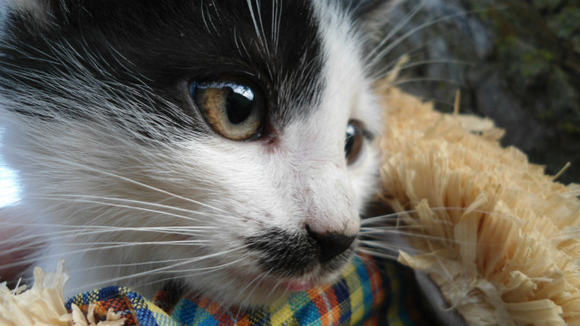 Adolf :3 