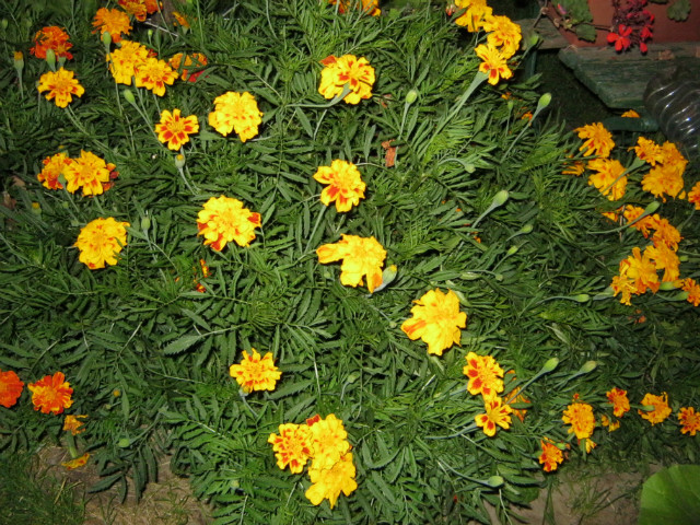 hgb