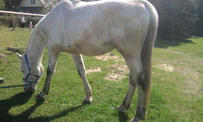 trawka